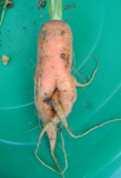 another mutant carrot.jpg
