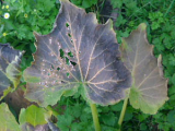 courgette leaf1.jpg