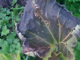 courgette leaf2.jpg