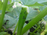 Courgette bugs.jpg