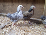 Dottys chicks are growing fast 014 (600 x 450).jpg