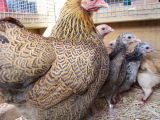 Dottys chicks are growing fast 015 (600 x 450).jpg