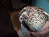 Injured female Japanese quail (male attack) 006 (671 x 503).jpg