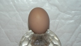 coppers first egg 005.JPG