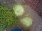 First Cabbage.jpg