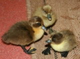 Ducklings 001 (65).JPG