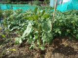 allotment 002 (1426 x 1069) (471 x 353).jpg