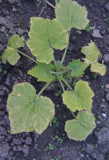 courgette june 2012 low res.jpg