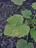 courgette 2 june 2012 low res.jpg