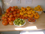 Tomatoes 001.JPG