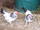 Wry tail on bantams 011 (600 x 450).jpg