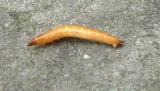 wireworm1[1].jpg