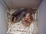 new chicks, welsummers 15.07.11.JPG