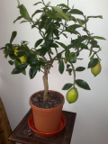 Lemon Tree (2).jpg