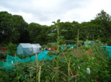 allotment and jons show 007 (1426 x 1069) (471 x 353).jpg