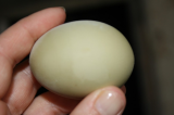 Polly's Eggs 013.JPG