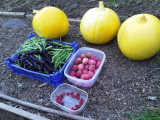 More harvest.jpg