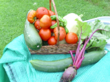 veg harvest (600 x 450).jpg