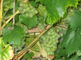 grapes1a.jpg
