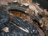 2010 f Jun 12 - bee nest in leaf bin (600 x 450).jpg