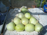 Onions 005.jpg