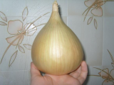 Onions 007.jpg