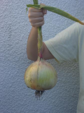 Onions 002.jpg