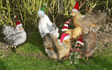 Chistmas Chickens.gif