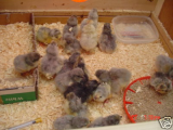 araucana chicks.jpg