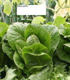 lettuce parris close up.jpg