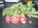 (53) beetroot NO radish (704 x 528).jpg