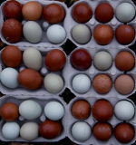 coloured eggs.jpg