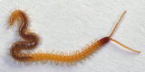 centipede.jpg