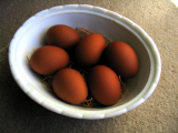 Welsummer eggs.jpg