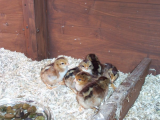 Welsummer Chicks 009 (600 x 450).jpg
