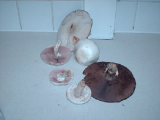 mushrooms rs.jpg