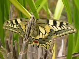 swallowtail 1.jpg
