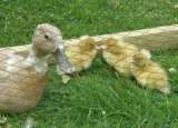 crested duckling day one.jpg