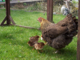 Welsummer Bantam Chicks Day 5 021 (600 x 450).jpg