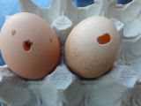 eggs with hole.jpg