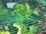 (46) lettuces 6 apr 12 (704 x 528) (352 x 264).jpg