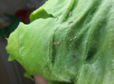Lettuce aphids1.jpg