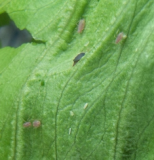 Lettuce aphids2.jpg