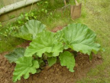 Rhubarb planted from seed from Seed in April.JPG