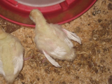 turkey poult 2 (1wk 2011).jpg