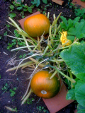 Pumpkins-small.jpg