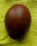 Egg from my favourite hen.jpg