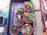 Gartenperle Toms - February and April sowings 4-5-13.jpg