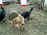 Scruffy hens.jpg