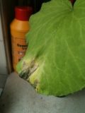 courgette leaf (with red spots on soil).jpg